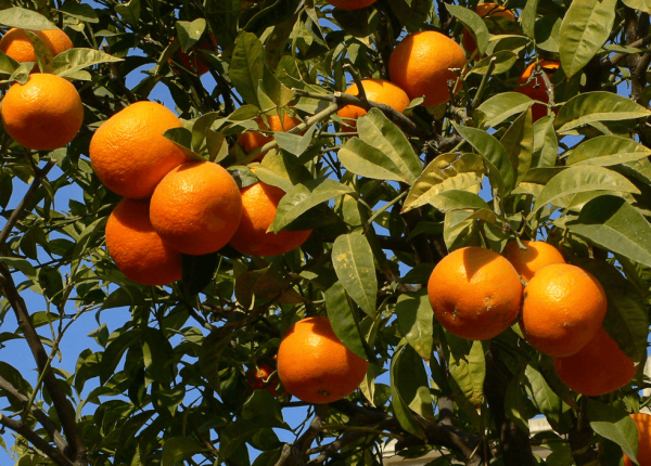 frukt-apelsin
